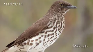 حزين من الشتا والا حزين من الظما يا طير 