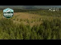 A mysterious rare bog is full of surprises on Washington s Olympic Peninsula Oregon Field Guide