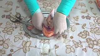                                                                                                      دندنها