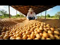 Download Lagu How Macadamia Nuts are made in factory: The Shocking Process!