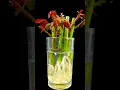 Download Lagu How to grow rose plant at home from cutting || Simple idea for home gardening#gardenlover #short