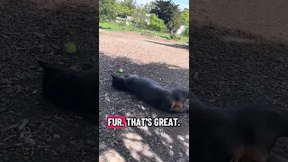 She was soooo beat .. #fypシ #dream #pets #doberman #fyp