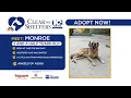 Clear the Shelters Monroe