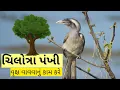 Lagu ચિલોત્રા પંખી - The Indian Grey Hornbill ગીરજંગલો || વૃક્ષ વાવવાનું કામ કરે જાણો.