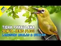Download Lagu Pancingan PLECI Malas Bunyi Dalam Hitungan Menit PLECI Lain Langsung Nyaut GACOR \u0026 BUKPAR MP3