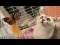 Download Lagu BALCONY FOR CAT  STTL