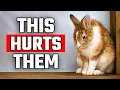 These 7 Everyday Things HURT Your Rabbit s Feelings