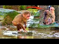 Download Lagu Baila Finds Joy in the Water While Playing with Her Only Friends Binky \u0026 Tinky After Being Abandoned
