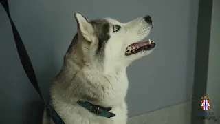 В Омске украли собаку, которая помогала пациентам центра канис-терапии