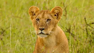 Saving The Forgotten Lions | Close Encounters | BBC Studios