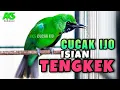 Lagu CUCAK IJO GACOR ISIAN TENGKEK COCOK BUAT PANCINGAN DONGKRAK EMOSI IJO LAIN AGAR CEPAT JAMTROK