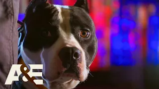 Wolverine the Pit Bull Terrier LEAPS On to Round 2 America s Top Dog Season 1 A E