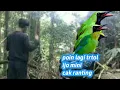 Download Lagu kembali lagi poin cucak ijo dan ranting PART3 #cucakijo #cucakhijaunusantara #cucakijobengkulu