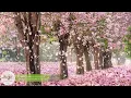 10 Hours of Relaxing Music • Sleep Music, Soft Piano Music & Healing Music by Soothing Relaxation