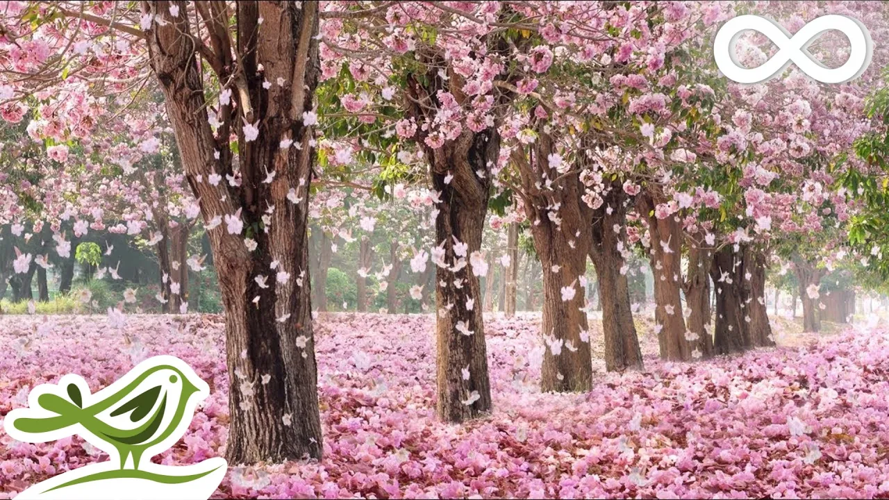 10 Hours of Relaxing Music • Sleep Music, Soft Piano Music & Healing Music by Soothing Relaxation 10 Hours of Relaxing Music • Sleep Music, Soft Piano Music & Healing Music by Soothing Relaxation