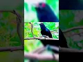 Download Lagu Kokila sound is very beautiful #bird #shortvideo #youtubeshorts #ytshorts