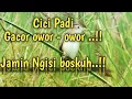 Download Lagu Masteran Cici Padi Gacor