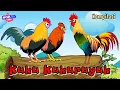 Download Lagu Lagu Ayam Kukuruyuk - Macam Macam Ayam - Lagu Anak Lucu Terbaru