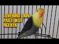 Download Lagu sangat mujarab Pancingan suara lovebird, Lovebird lain pasti ikut Ngekek panjang