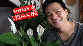 Lírio-da-paz sem mistérios!