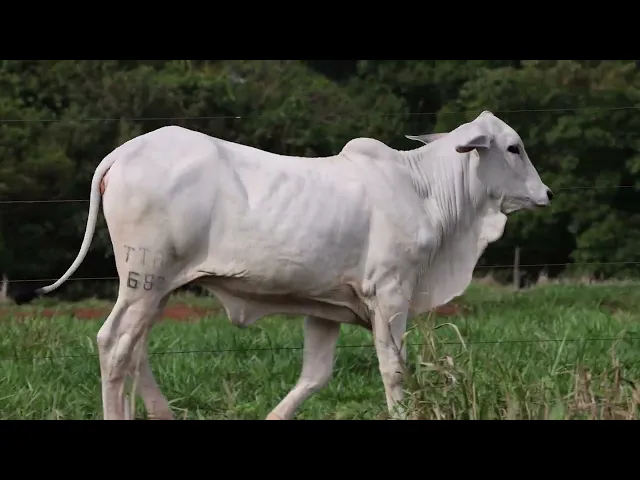 Novilha Tabapuã TTAR - 682