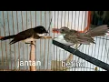 cara mudah membedakn srikatan kipas jantan dan betina