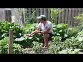 When is the BEST Time to Water the Garden and Why