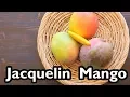 Download Lagu Truly Tropical Mango Varieties- 'Jacquelin'