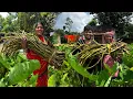 Download Lagu ক্ষেতের টাটকা কচুর লতি তুলে গ্রাম্য পদ্ধতিতে মায়ের হাতে লতি-চিংড়ি রান্না সঙ্গে শুশুনি শাক ভাজা।