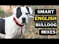 Top 10 English bulldog mix Breeds You Don t Know About