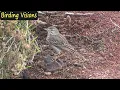 Download Lagu Stop-n-Dash Berthelot's Pipit - Birds of the Canary Islands