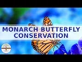 MONARCH BUTTERFLY Conservation - Sustainability Education