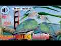 Download Lagu Suara Pikat Burung Pergam Hijau Kalimantan//Super ampuh 💯