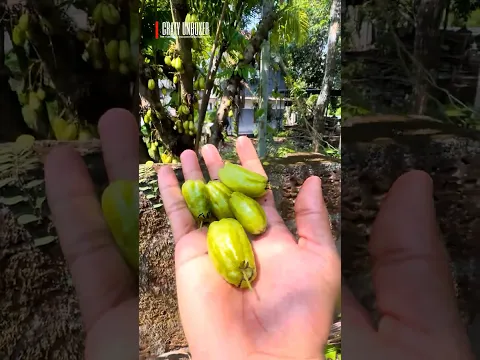 Dangerous Fruit😱 ശരീരത്തിന് ഹാനികരമായ പഴങ്ങൾ!! #shorts