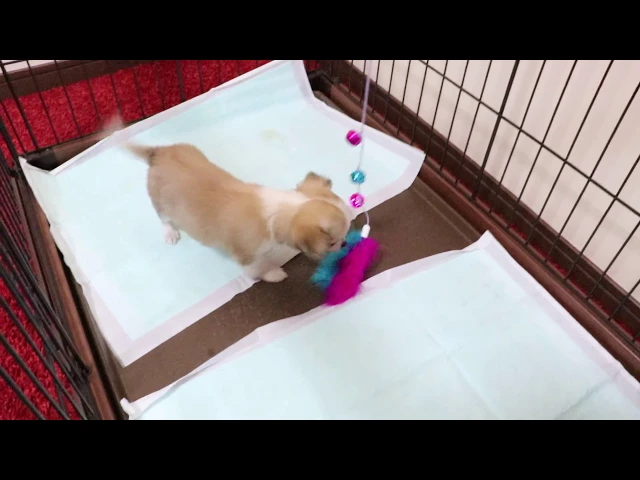 動画