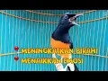 Download Lagu KRETEKAN SETAN PANCING MURAI JADI EMOSI BONGKAR MATERI🔥