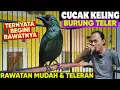 Download Lagu TERNYATA BURUNG INI JUGA TELER ‼️ CARA MUDAH MERAWAT BURUNG CUCAK KELING