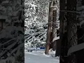 Winter storm impacts power lines in Ruidoso