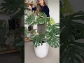 Thai Constellation Monstera Care do NOT overwater this plant