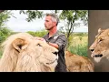 Download Lagu Do the LIONS Remember Kevin Richardson? | The Lion Whisperer