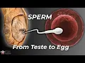Lagu How Sperm Actually Makes It to the Egg
