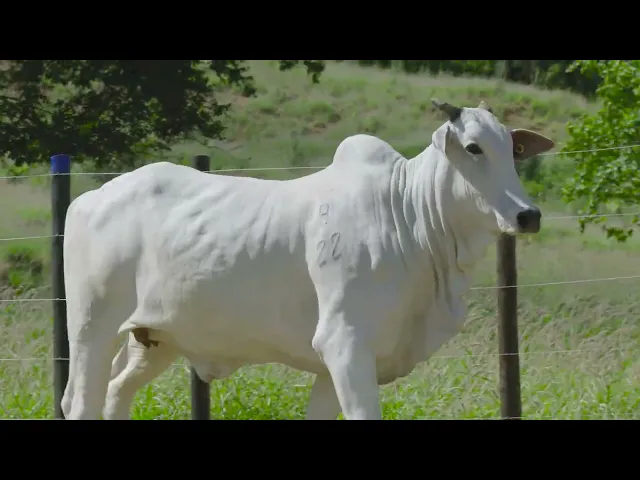 Matriz Nelore API - 6123