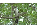 Download Lagu Birds of northern South Africa part 1