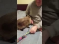 Clayton with Siamese Rescue