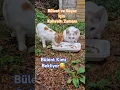 GOOD MORNING❤️ #kitten #catvideos #cat #funny #cats #meow #kitty #kitten #kittens