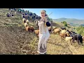 Download Lagu IRAN nomadic life | daily routine village life of Iran | Nomadic lifestyle of Iran