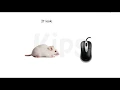 Mouse An Input Device-Introduction