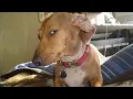 Dog Gives Mean Side Eye FUNNIEST Dogs 2023