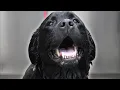 Why people HATE Labrador Retrievers