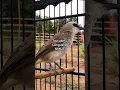 Download Lagu Pancingan Trucuk langsung Nyuat #birds #trucukan #pancingan #masteran #kicaumania #shorts #viral